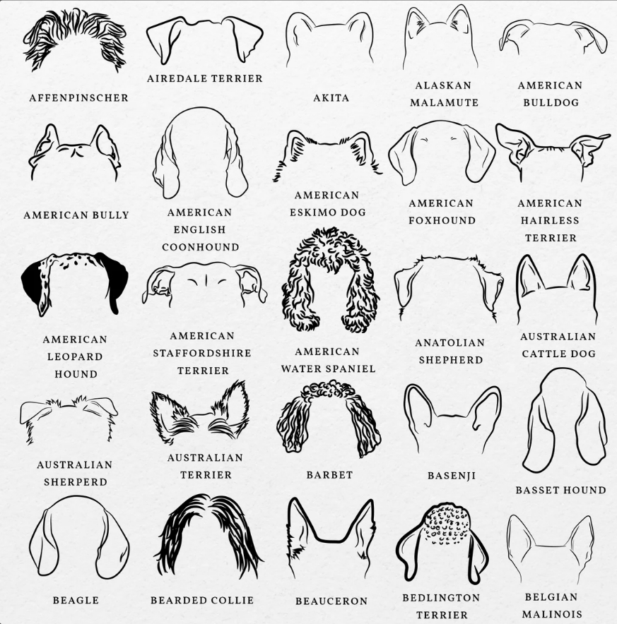 Dog Ears