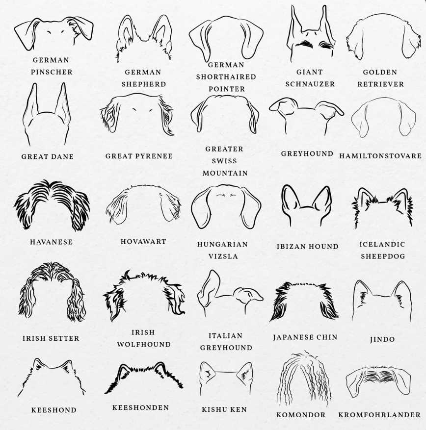 Dog Ears